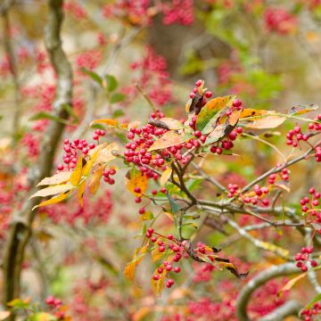 Zanthoxylum simulans - Poivrier du Sichuan