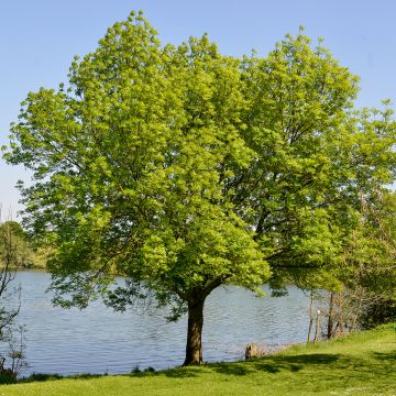 Zelkova serrata - Orme de Sibérie