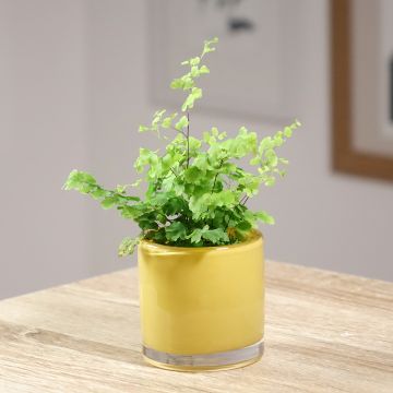 Adiantum Fritz Lüthi - Capillaire