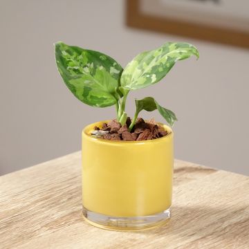 Aglaonema pictum Tricolor