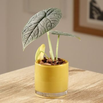 Alocasia Mayan mask - Oreille d'éléphant  Alocasia Mayan mask - Oreille d'éléphant