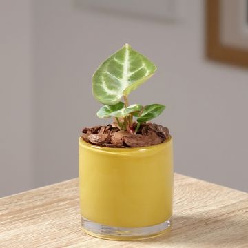 Anthurium Crystal Hope Anthurium Crystal Hope