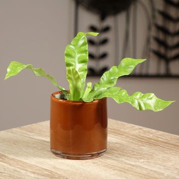 Asplenium nidus Crispy Wave - Fougère nid d'oiseau