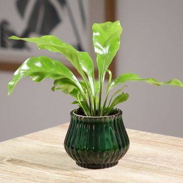 Asplenium nidus - Fougère nid d'oiseau