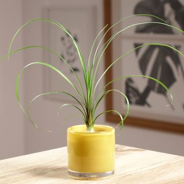 Beaucarnea recurvata - Arbre bouteille ou Pied d'éléphant 