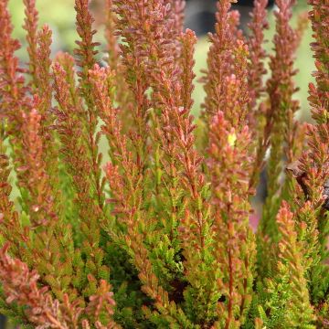 Bruyère d'été - Calluna Garden Girls® Gina
