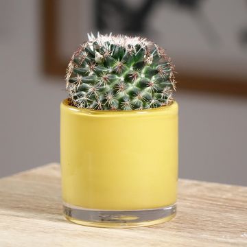 Cactus - Mammillaria pringlei