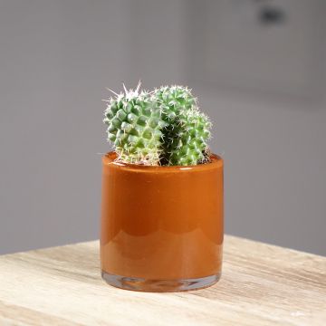 Cactus - Mammillaria Toluca