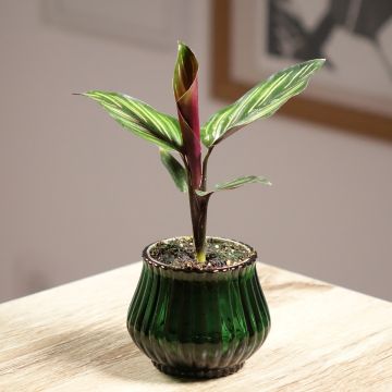 Calathea Meili