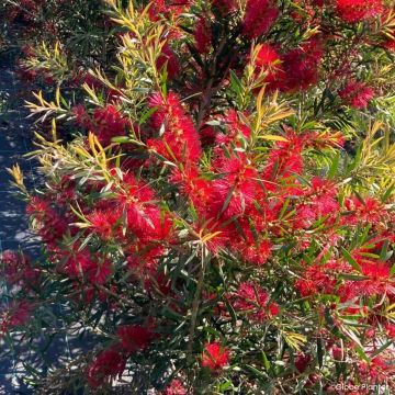 Callistemon Inferno - Rince bouteille