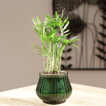 Chamaedorea elegans - Palmier nain d'appartement