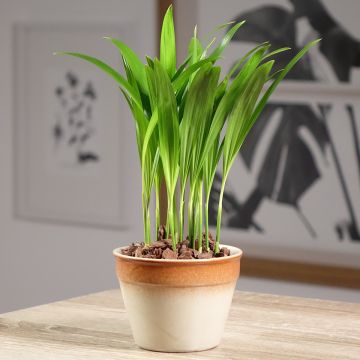 Chrysalidocarpus lutescens - Aréca des fleuristes