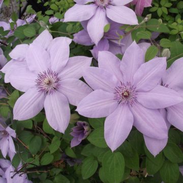 Clématite - Clematis Bernardine