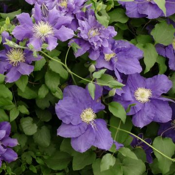 Clématite - Clematis Chevalier