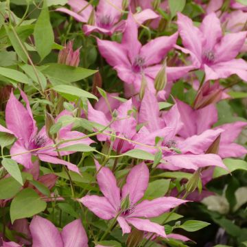 Clématite - Clematis Giselle