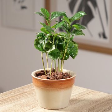 Pistacia lentiscus - Lentisque pistachier Pistacia lentiscus - Lentisque pistachier