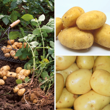 Collection Pomme de terre BIO