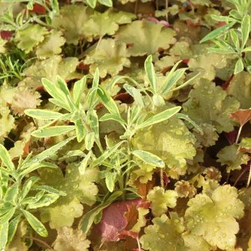 Composition Hidden Treasure - composition de 3 plantes