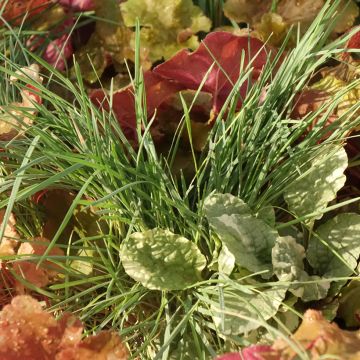 Composition Sunkissed - composition de 4 plantes