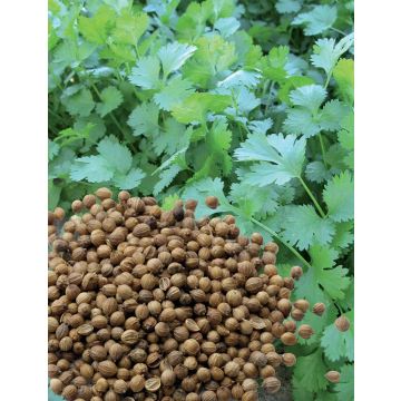 Coriandre à petites graines en mini-mottes Bio