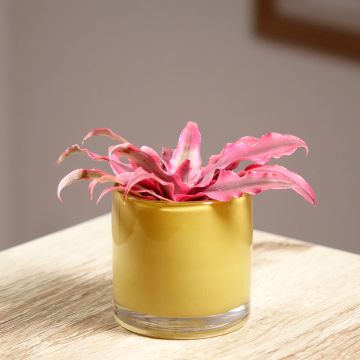 Cryptanthus Super Pink - Etoile de terre