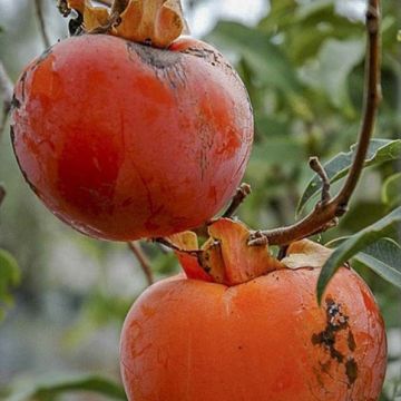 Plaqueminier, Kaki - Diospyros kaki Cioccolatino Plaqueminier, Kaki - Diospyros kaki Cioccolatino