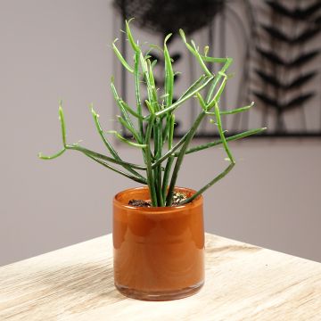 Euphorbia tirucalli - Plante crayon