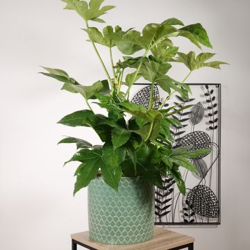 Fatsia japonica - Vingerplant