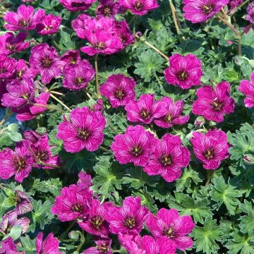 Geranium vivace cinereum Jolly Jewel Violet Geranium vivace cinereum Jolly Jewel Violet