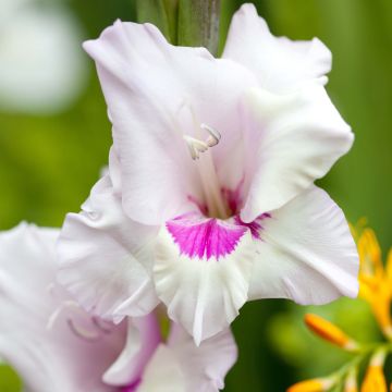 Glaïeul ou Gladiolus Home Coming Glaïeul ou Gladiolus Home Coming