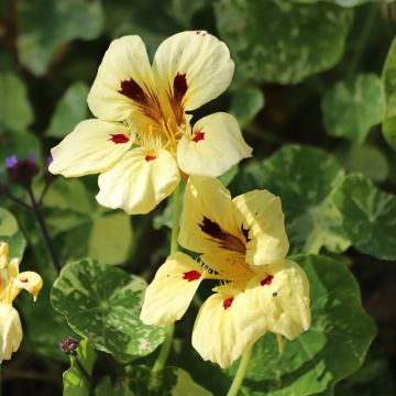 Graines de Capucine Cream Troika -Tropaeolum majus. Graines de Capucine Cream Troika -Tropaeolum majus.