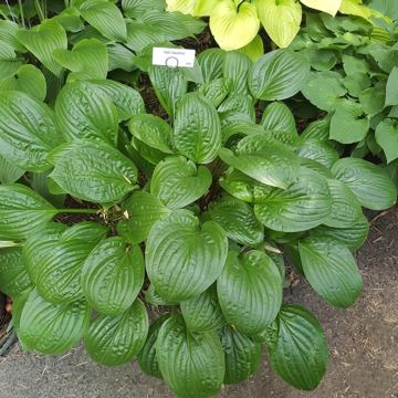 Hosta Blue Angel