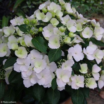 Hortensia - Hydrangea Runaway Bride Hortensia - Hydrangea Runaway Bride