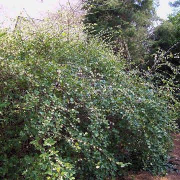 Lonicera fragrantissima - Chèvrefeuille d'hiver