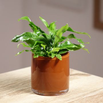 Microsorum pteropus - Fougère de Java