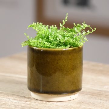 Nephrolepis exaltata Cotton Candy - Fougère de Boston