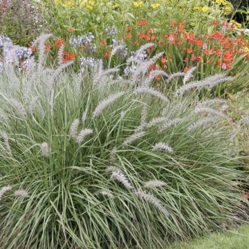 Herbe aux écouvillons - Pennisetum Orientale