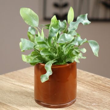 Phlebodium Blue Star - Fougère bleue