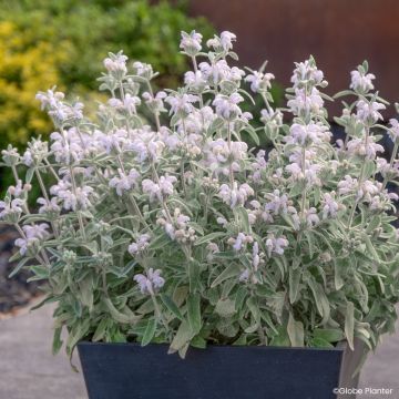 Phlomis pupurea Alba - Sauge de Jérusalem blanc