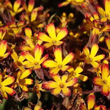 Primevère hybride Oak Leaf Yellow Picotee