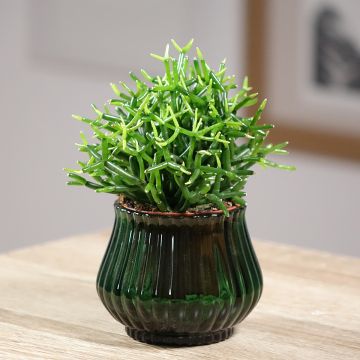 Rhipsalis baccifera - Cactus-jonc fructifère