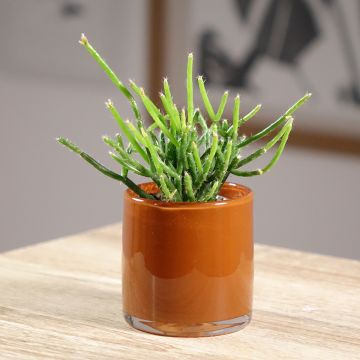 Rhipsalis burchellii - Cactus-gui