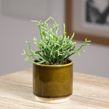 Rhipsalis cereuscula - Cactus corail