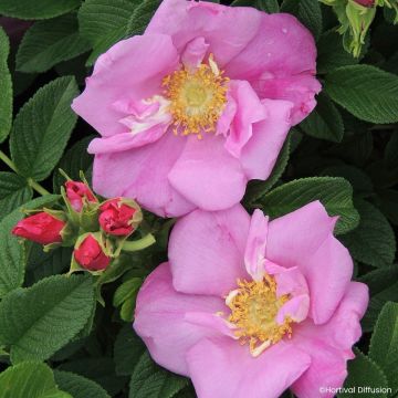 Rosa rugosa Angelia Pink