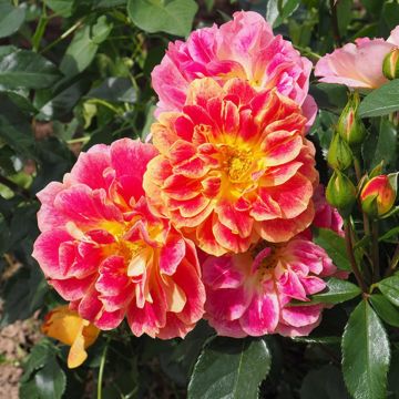Rosier à fleurs groupées La Bourbonnaise