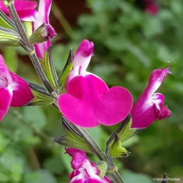 Sauge arbustive Amethyst Lips - Salvia greggii