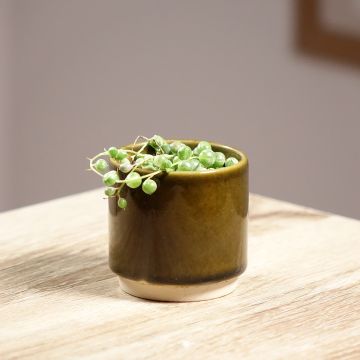 Senecio rowleyanus Variegata - Collier de perles