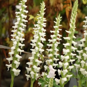 Spiranthes cernua var odorata Chadd s Ford