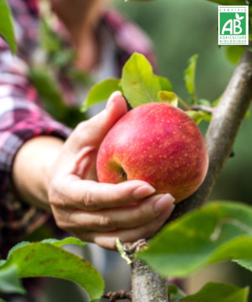 Calendrier potager : Octobre