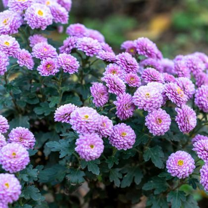 Redécouvrez les chrysanthèmes, des fleurs emblématiques de l'automne